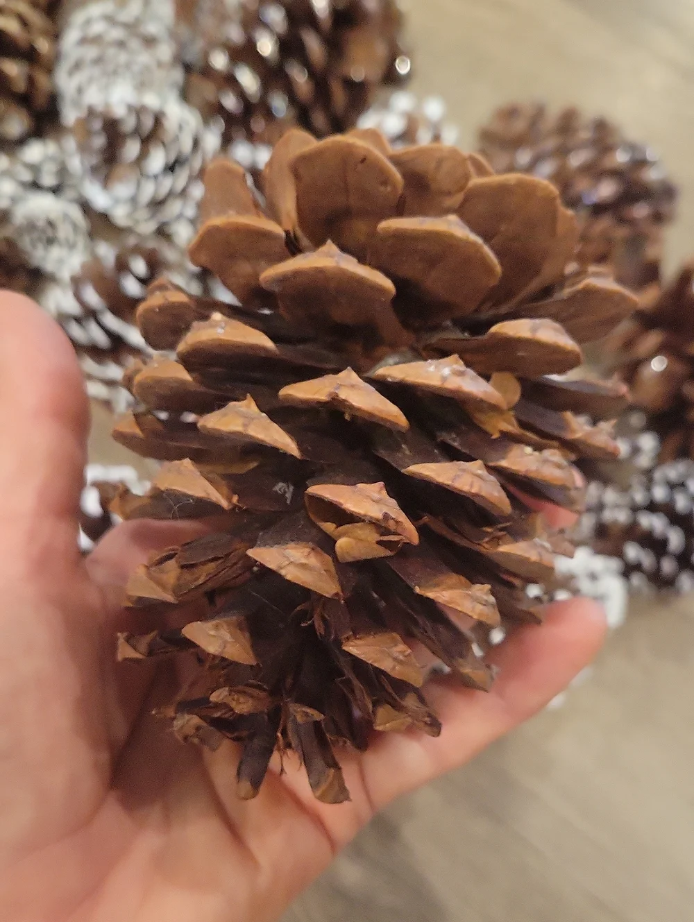 Holiday Pinecone Bundle